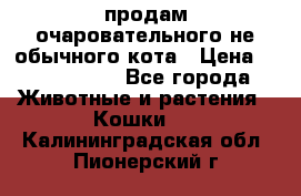 продам очаровательного не обычного кота › Цена ­ 7 000 000 - Все города Животные и растения » Кошки   . Калининградская обл.,Пионерский г.